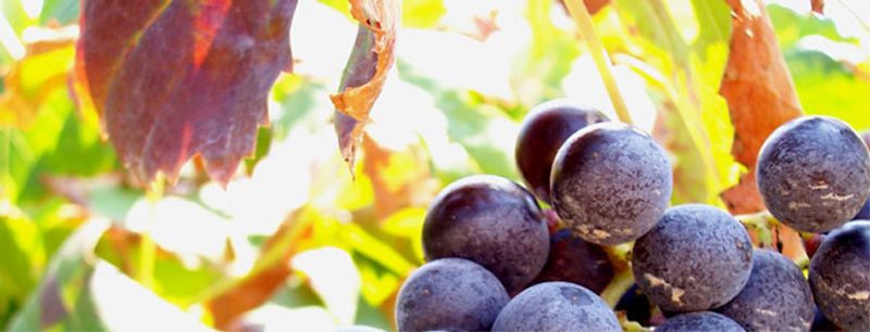 Wine tours from Sorrento