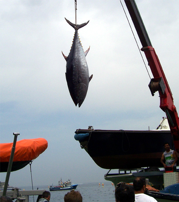 Tuna fish in Sorrento