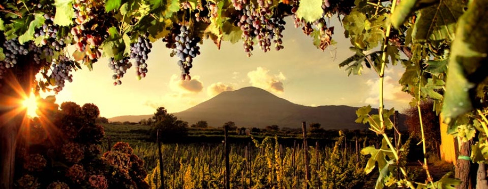 Sorrento wine tours and tasting