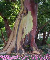 One of many splendid trees in the garden