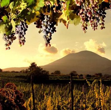 Wine tours from Sorrento