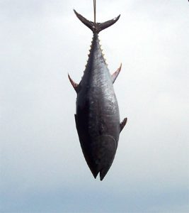 Catch of the day in Sorrento