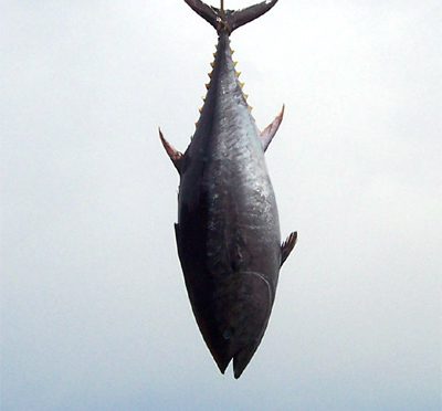 Catch of the day in Sorrento