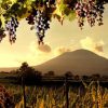 Wine tours from Sorrento