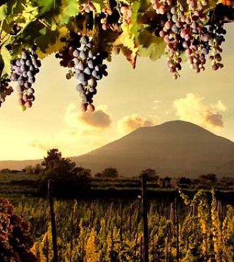 Wine tours from Sorrento