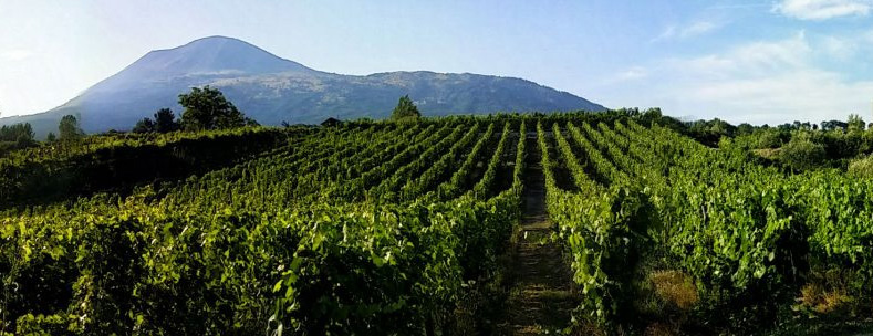 Vesuvius wine tours