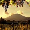 Sorrento Wine tours and tasting