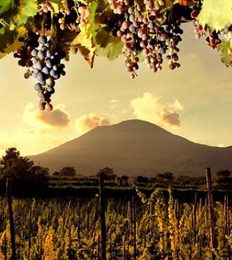 Sorrento Wine tours and tasting