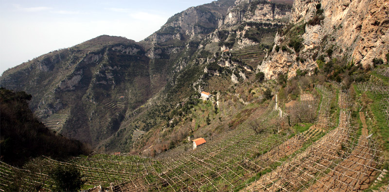 mountain wine terraces